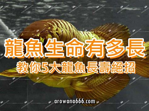 龍魚壽命|龍魚的壽命有多長？龍魚早逝的原因